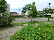 西新井さくら公園
