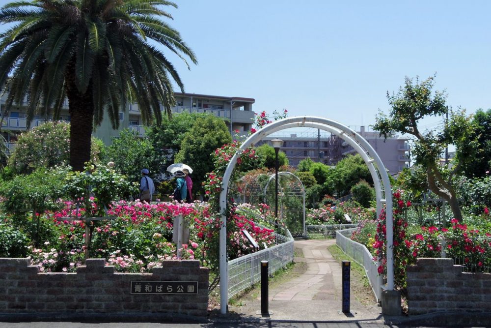 青和ばら公園